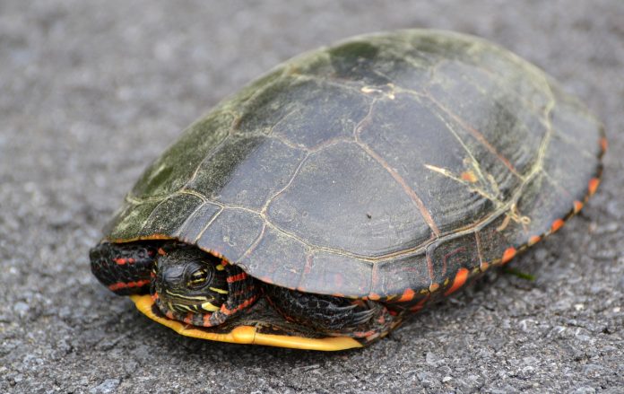 paint turtle in the road paint turtle in the road