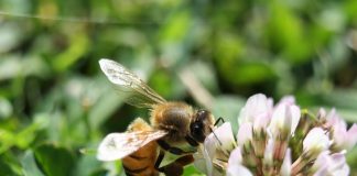 bee on clover