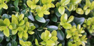 boxwood