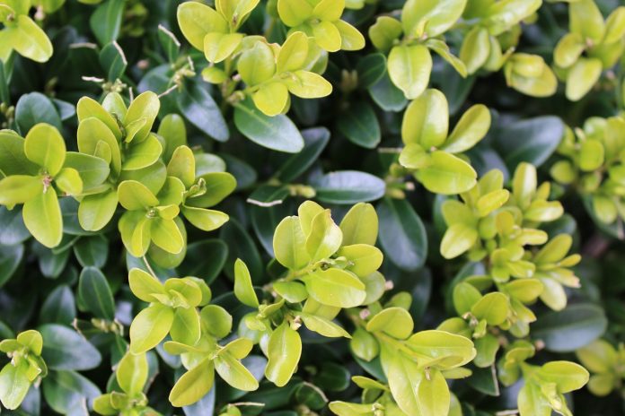 boxwood boxwood