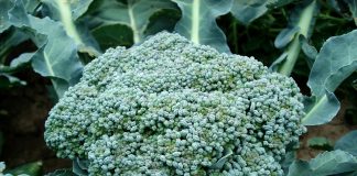 broccoli