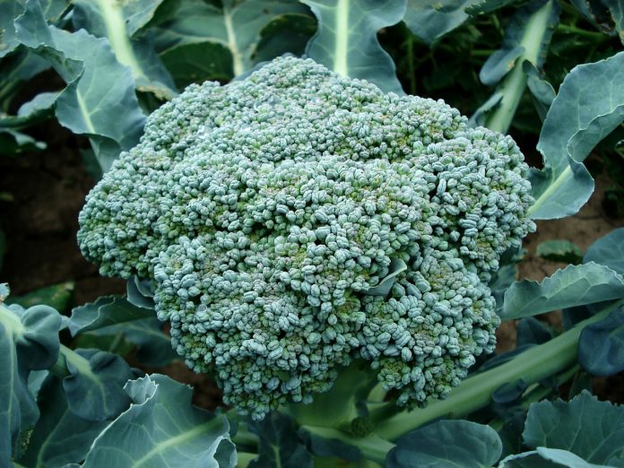 broccoli broccoli