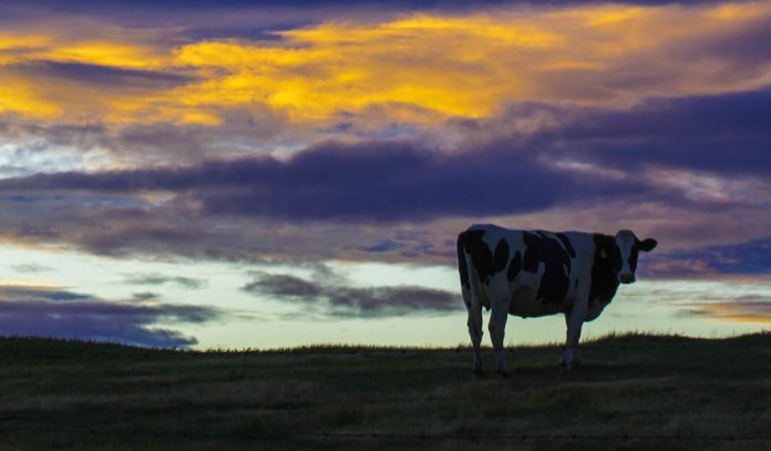 cow silhouette cow silhouette