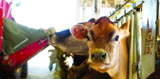 dairy cow