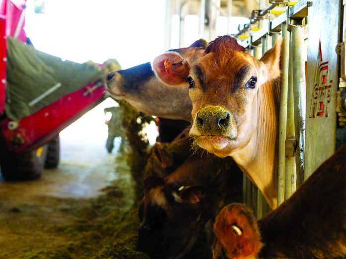 dairy cow dairy cow