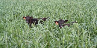 USDA RMA cover crops haying grazing