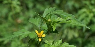 ragweed