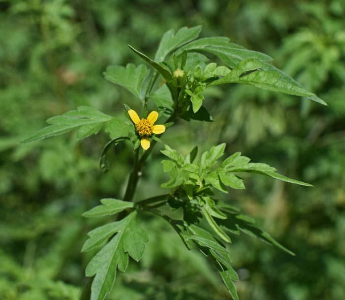 ragweed ragweed