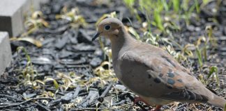 mourning dove
