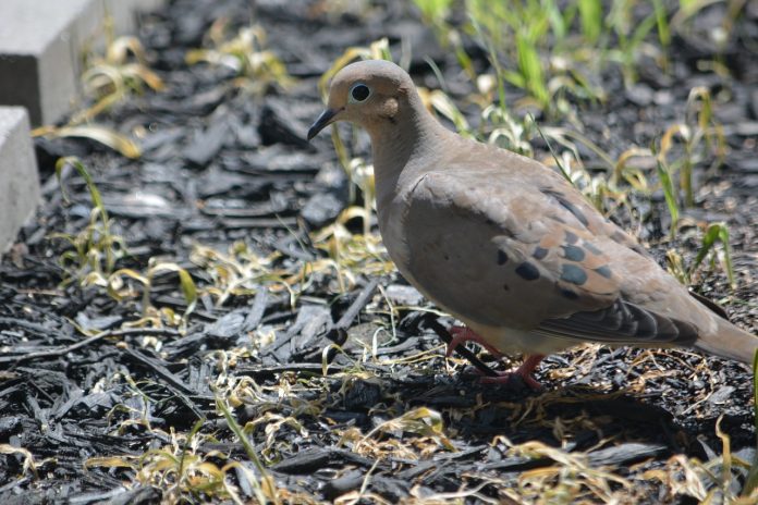 mourning dove mourning dove