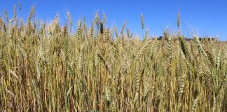 wheat USDA GMO