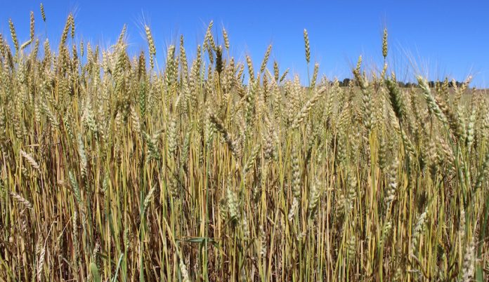 wheat closeup wheat USDA GMO
