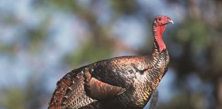 wild turkey