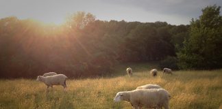 sheep in a field