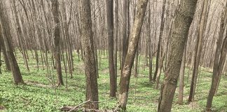wild ramps