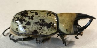 Eastern Hercules beetle