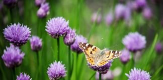 butterfly on flower