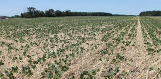 cover crop