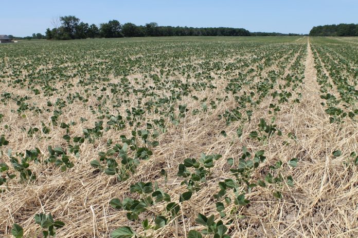 cover crop cover crop