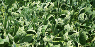 dicamba damage