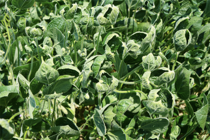 dicamba damage dicamba damage