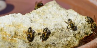 bee waterer