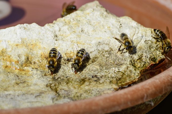 bee waterer bee waterer