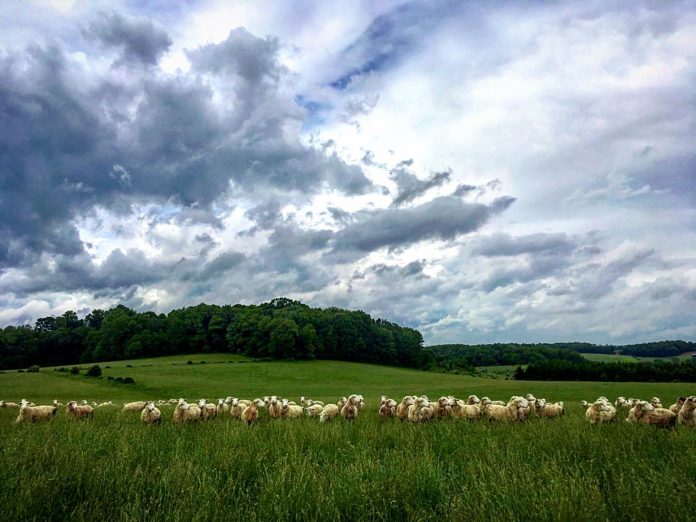 blueheronsheepfarm sheep