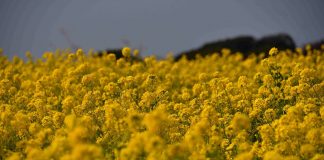 rape field
