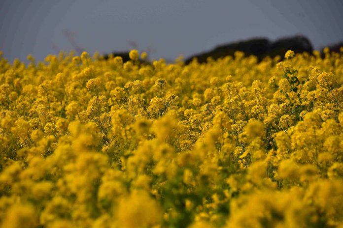 rape field