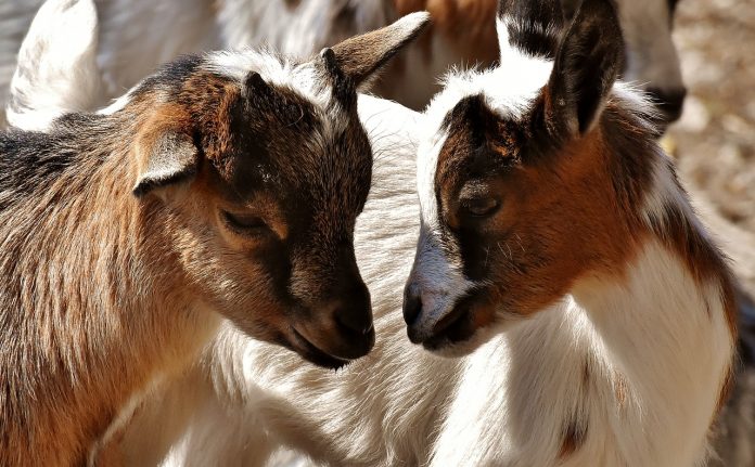 goat goat