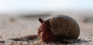hermit crab