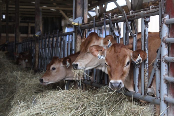 jersey-cows jersey dairy cows eating