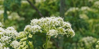 poison hemlock flower