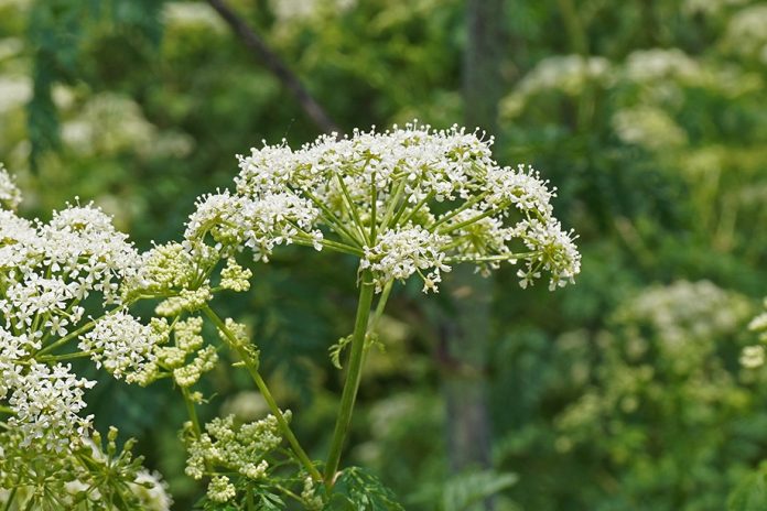 Poison hemlock flower poison hemlock flower