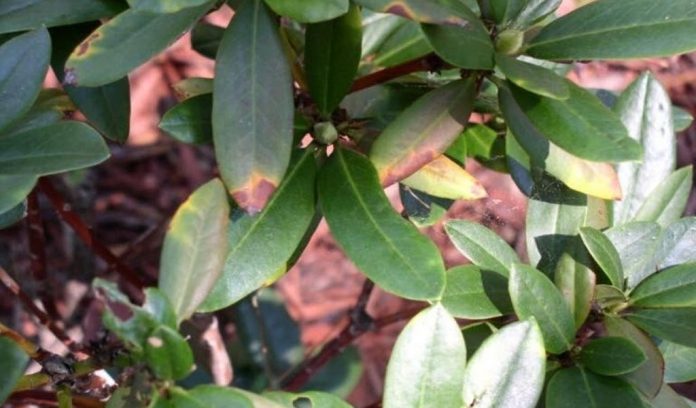 sudden oak