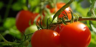 tomatoes