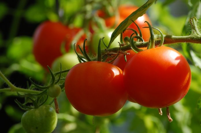 tomatoes tomatoes