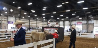 OSU Celebrity Steer Show