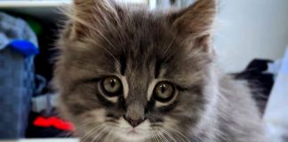 Kym Seabolt's kitten Kai