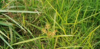 yellow nutsedge