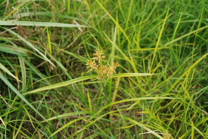 yellow nutsedge yellow nutsedge