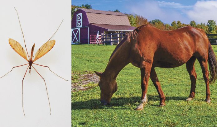 Eastern equine encephalitis Eastern equine encephalitis
