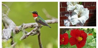 ruby-throated hummingbird and flowers