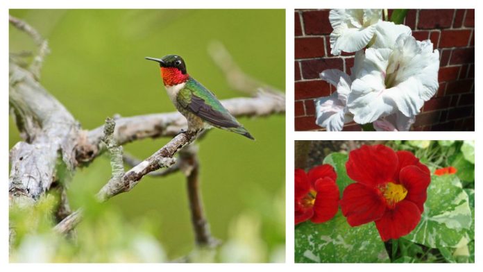 ruby-throated hummingbird and flowers ruby-throated hummingbird and flowers