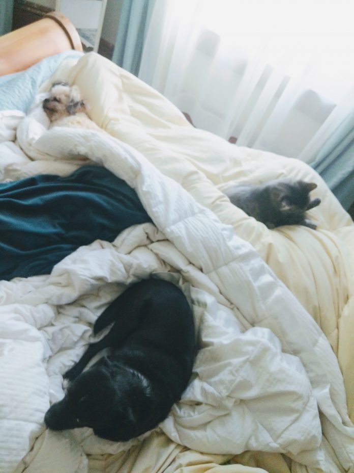 Kym Seabolt's dogs and cat snuggled in bed Kym Seabolt's dogs and cat snuggled in bed