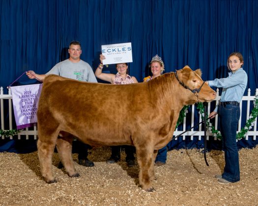 Lawrence County Fair Reserve Champion Steer