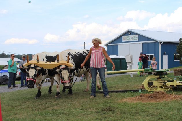 cattle-hay-press