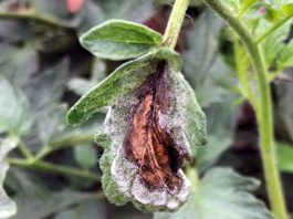 tomato blight