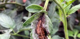 tomato blight
